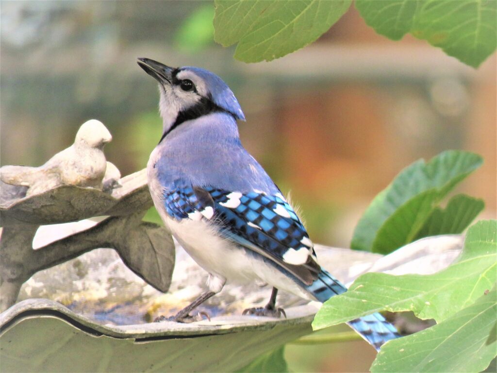 Blue Jay