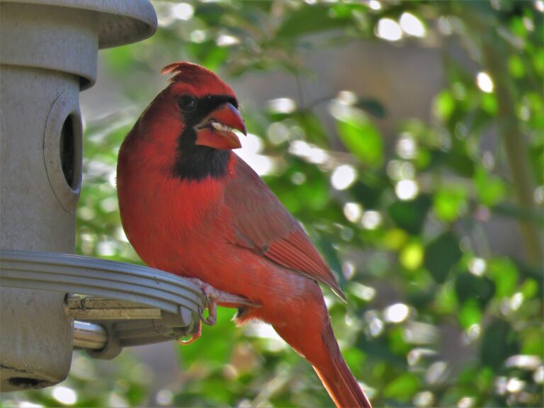 Best Squirrel-Proof Bird Feeders for Southern Backyards (2025 Guide)