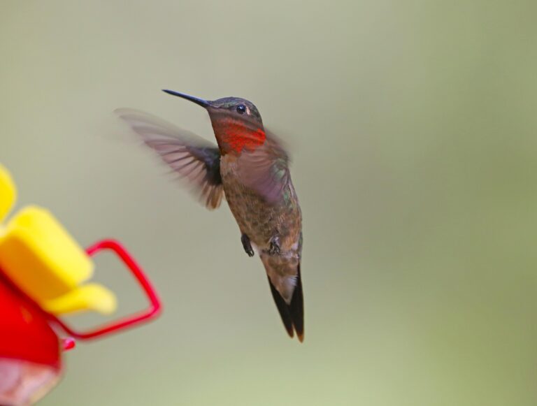Ruby Throated Hummingbird Feeder