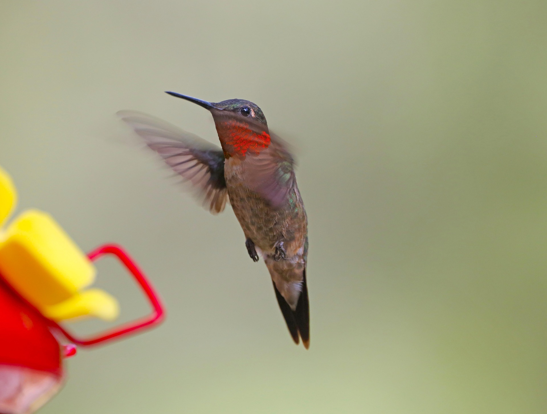 Ruby Throated Hummingbird Feeder