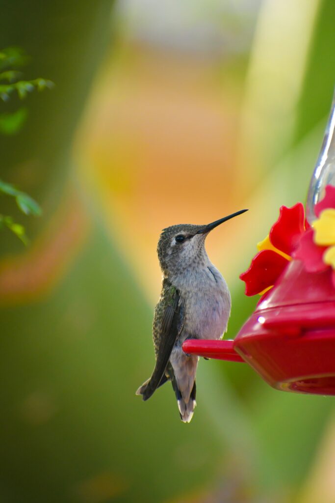 Red Hummingbird Feeder