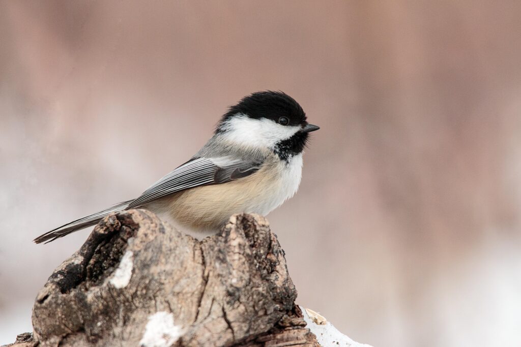 Carolina Chickadee