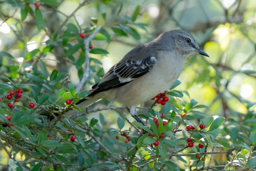 Northern Mockingbird