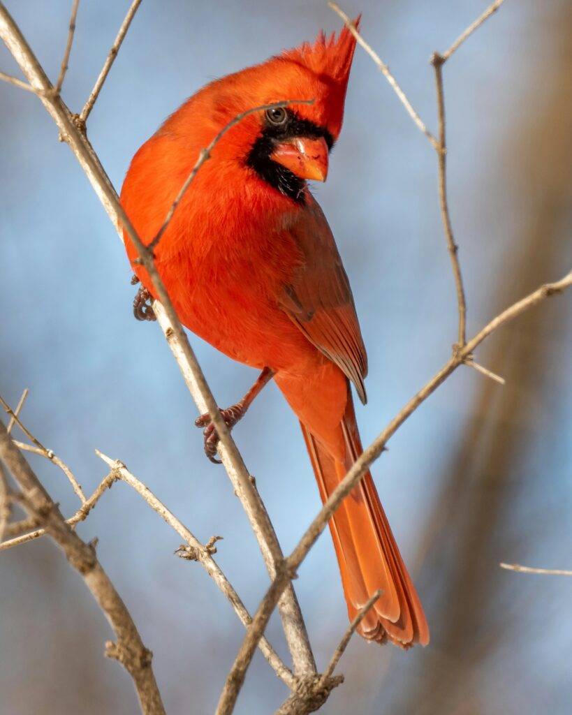 Northern Cardinal Male