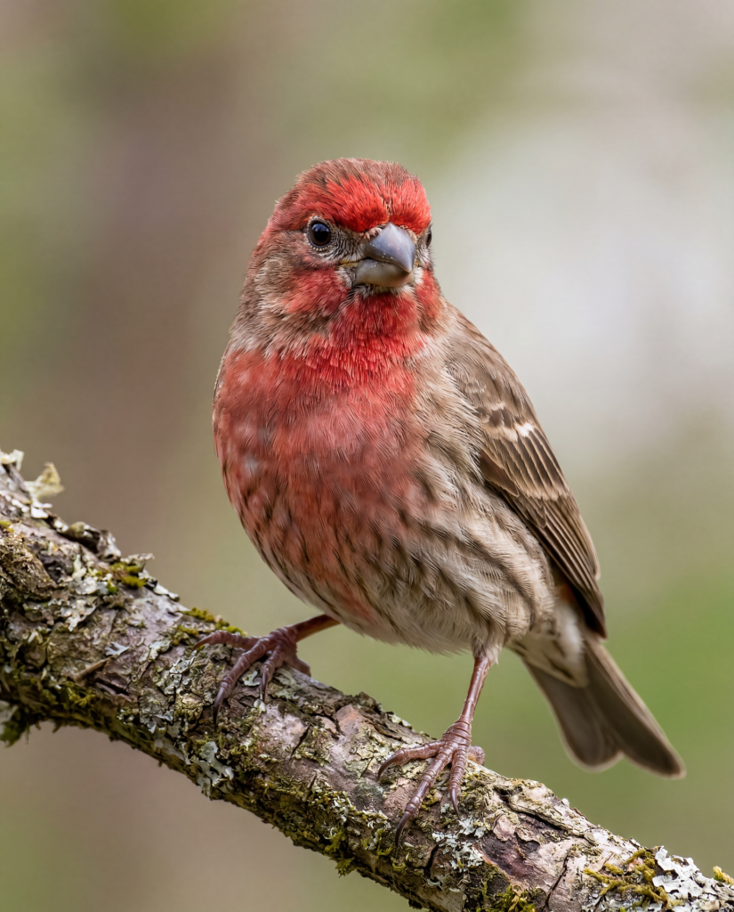 House Finch