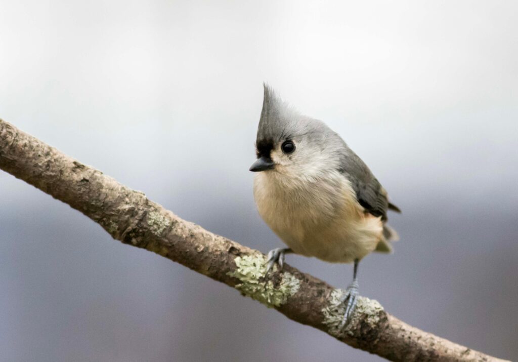 Tufted Titmouse