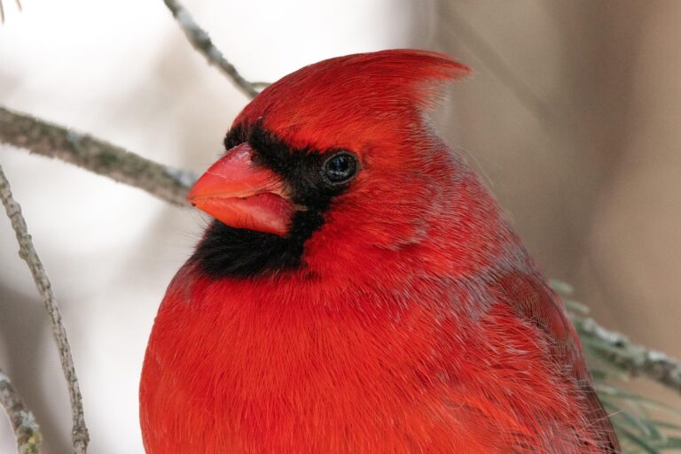 Top 10 Backyard Birds of the Deep South: A Visual Identification Guide