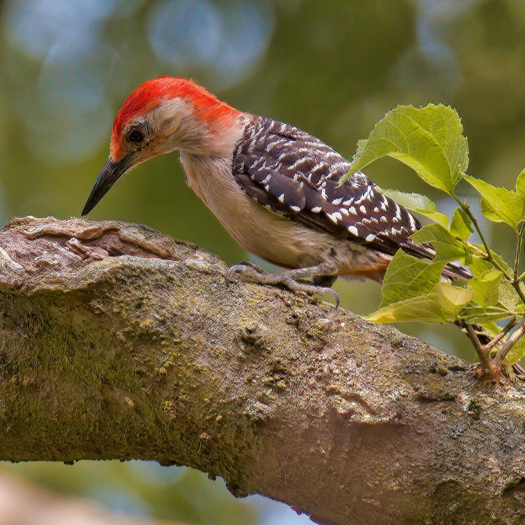 Red-Bellied Woodpecker